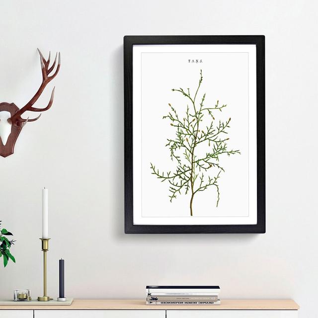 Sictus Tree Branch by Pierre-Joseph Redoute - Picture Frame Painting Print East Urban Home Frame Option: Black Framed, Size: 36cm H x 27cm W x 2cm D on Productcaster.