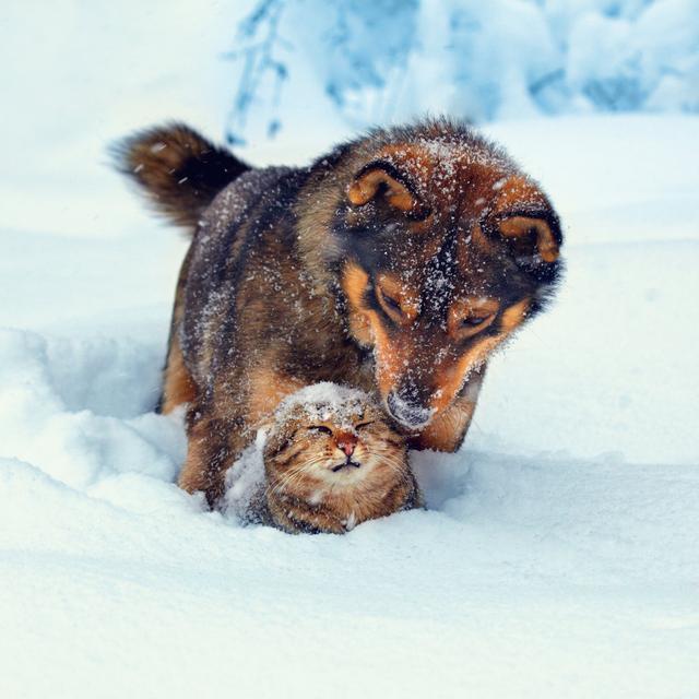 Dog and Cat Playing outdoor in Snow by vvvita - Wrapped Canvas Photograph Print Ebern Designs Size: 51cm H x 76cm W x 3.8cm D on Productcaster.