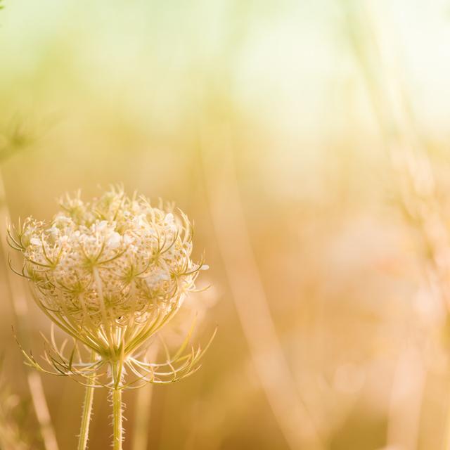 Wildflower During Sunrise by Pawel.gaul - No Frame Art Prints on Canvas 17 Stories Size: 40cm H x 40cm W on Productcaster.