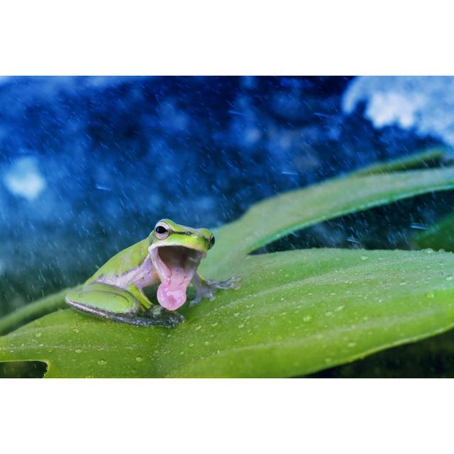 Green Frog Singing by Oxign - Wrapped Canvas Print 17 Stories Size: 51cm H x 76cm W x 3.8cm D on Productcaster.