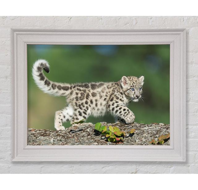 Leopard Cub Walking A Branch - Single Picture Frame Art Prints Ebern Designs Size: 84.1cm H x 142.2cm W x 8cm D on Productcaster.