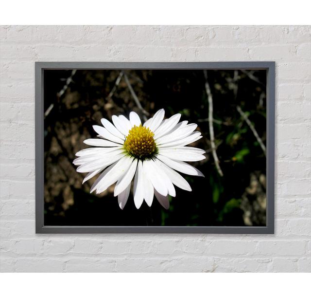 White Single Daisy Head - Single Picture Frame Art Prints on Canvas Bright Star Size: 84.1cm H x 118.9cm W x 3.3cm D on Productcaster.