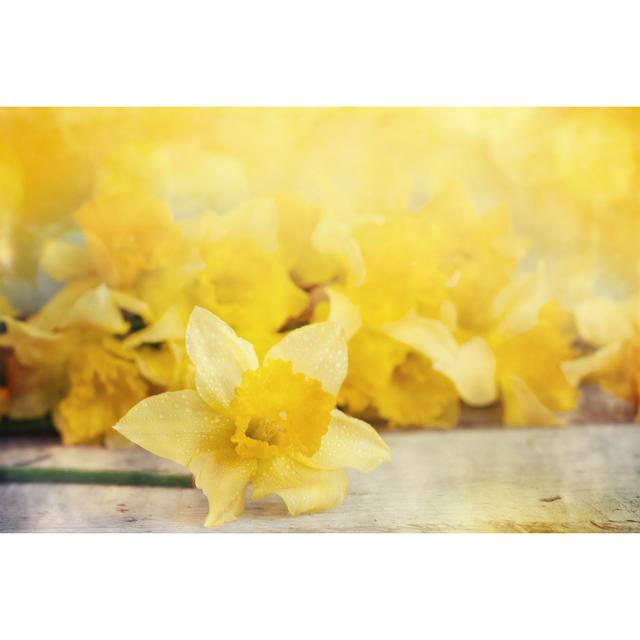 Fresh Narcissus - Wrapped Canvas Print 17 Stories Size: 51cm H x 76cm W on Productcaster.