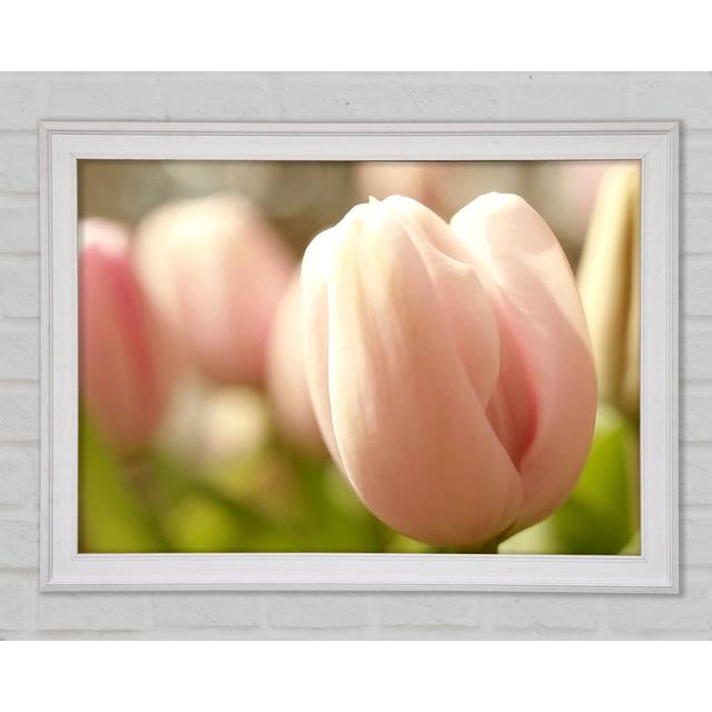 Baby Pink Tulip Framed Print Brayden Studio Size: 42cm H x 59.7cm W x 1.5cm D on Productcaster.