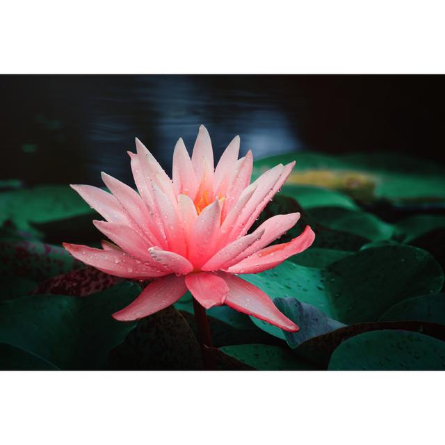 Water Lilies Blooming In Summer Pond by Niuniu - Wrapped Canvas Art Prints 17 Stories Size: 51cm H x 76cm W x 3.8cm D on Productcaster.