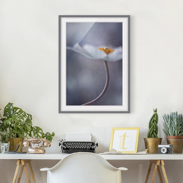 Gerahmter Fotodruck White Anemone Blossom East Urban Home Rahmenoptionen: Mattgrau, Größe: 55 cm H x 40 cm B on Productcaster.