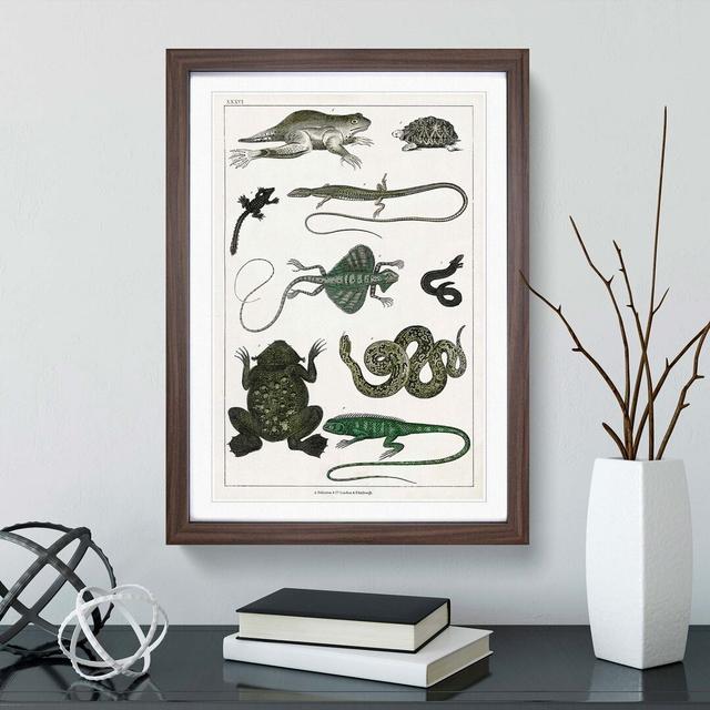 Various Reptiles XXXVI by Oliver Goldsmith - Picture Frame Painting Print East Urban Home Frame Option: Walnut Framed, Size: 48cm H x 65cm W x 2cm D on Productcaster.