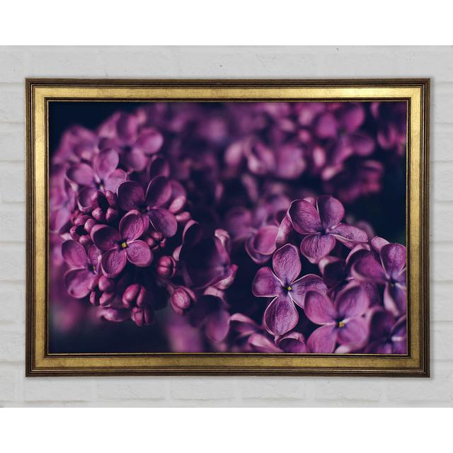 Minature Purple Flowers - Single Picture Frame Art Prints 17 Stories Size: 21cm H x 29.7cm W x 1.5cm D on Productcaster.