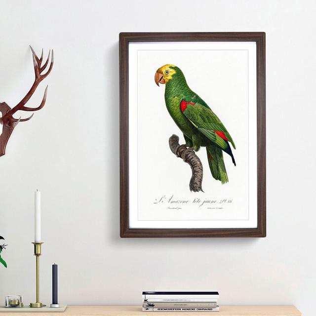 Yellow-Crowned Amazon Parrot by F. Levaillant - Picture Frame Graphic Art Print East Urban Home Size: 48cm H x 36cm W x 2cm D, Frame Option: Walnut Fr on Productcaster.