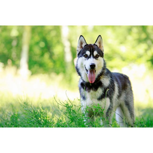 Dog Siberian Husky by DevidDO - Wrapped Canvas Print ClassicLiving Size: 51cm H x 76cm W on Productcaster.