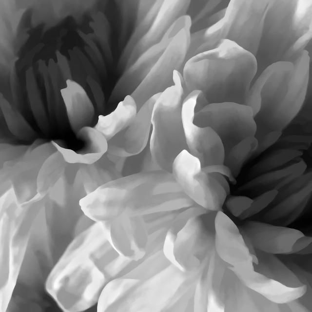 Black And White Abstract Floral by David Pollard - Wrapped Canvas Painting Rosalind Wheeler Size: 51cm H x 51cm W on Productcaster.