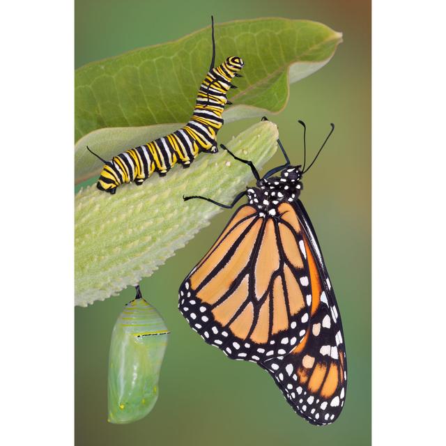 Monarch Butterfly - Wrapped Canvas Print Brambly Cottage Size: 46cm H x 30cm W x 3.8cm D on Productcaster.