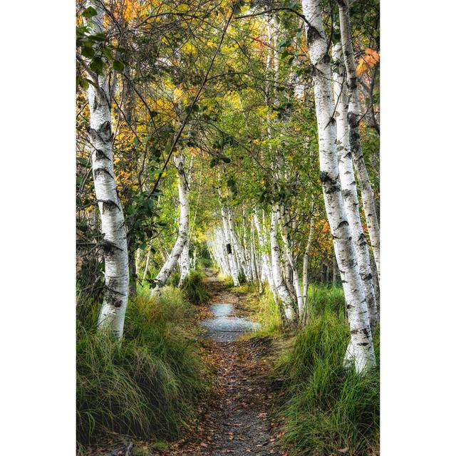 Birch Path I by Danny Head - Wrapped Canvas Photograph Union Rustic Size: 122cm H x 81cm W on Productcaster.