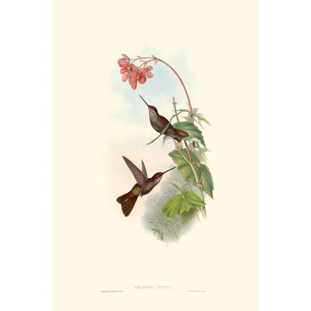 Hummingbird Delight XI by John Gould - Wrapped Canvas Painting Rosalind Wheeler Size: 122cm H x 81cm W on Productcaster.