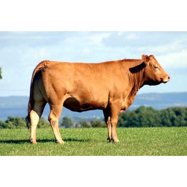 Robust Brown Cow on a Green Pasture in a Clear Day - Wrapped Canvas Photograph August Grove Size: 20cm H x 30cm W on Productcaster.