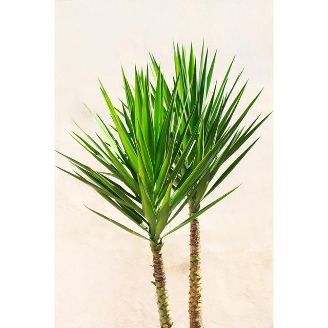 Vibrant Yucca Houseplant by JannHuizenga - No Frame Art Prints on Canvas 17 Stories Size: 91cm H x 61cm W on Productcaster.