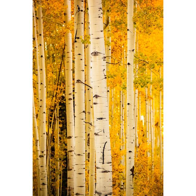 Autumn Forest Aspen Trees - Wrapped Canvas Art Prints Alpen Home Size: 91cm H x 61cm W on Productcaster.