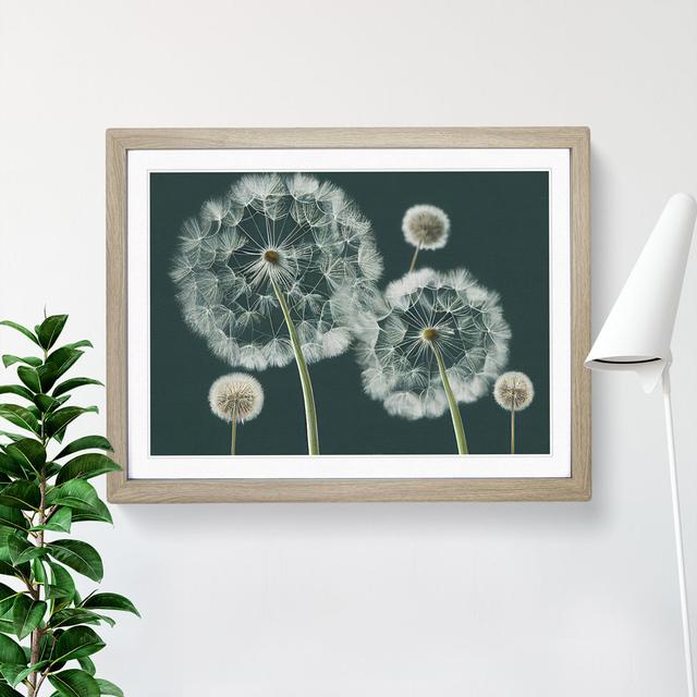 Magical Dandelion Flowers - Single Picture Frame Print 17 Stories Size: 46cm H x 64cm W x 2cm D, Frame Colour: Oak on Productcaster.