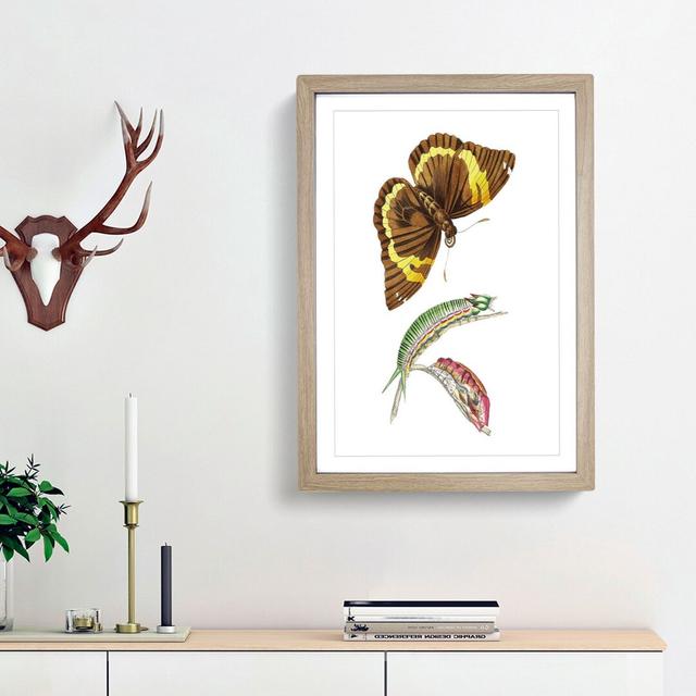 Caterpillar & Cassia Butterfly by George Shaw - Picture Frame Graphic Art Print East Urban Home Size: 65cm H x 48cm W x 2cm D, Frame Option: Oak Frame on Productcaster.