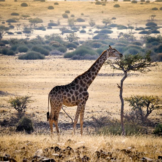 Giraffe Eating Leaves On A Tree In Damaraland,Namibia by Brytta - No Frame Art Prints on Canvas 17 Stories Size: 91cm H x 91cm W on Productcaster.