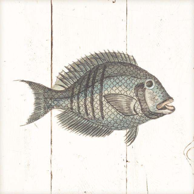 Fish Sketches I Shiplap by Wild Apple Portfolio - Wrapped Canvas Painting Print Highland Dunes Size: 76cm H x 76cm W x 3.8cm D on Productcaster.