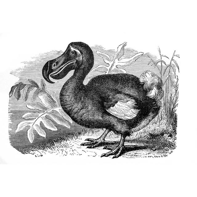 Ausgestorbener Dodo aus französischem Lehrbuch 1887 von Beeldbewerking - Druck auf Leinwand ohne Rahmen Brambly Cottage Größe: 81cm H x 122cm B on Productcaster.