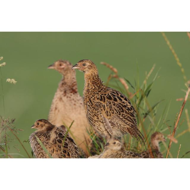 Pheasant - Wrapped Canvas Print 17 Stories Size: 81cm H x 122cm W on Productcaster.