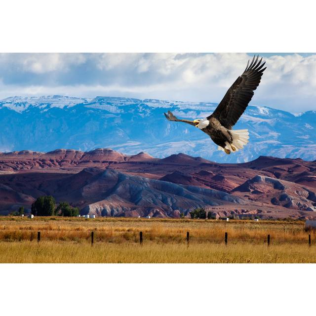 Bald Eagle - Wrapped Canvas Art Prints Alpen Home Size: 61cm H x 91cm W x 3.8cm D on Productcaster.