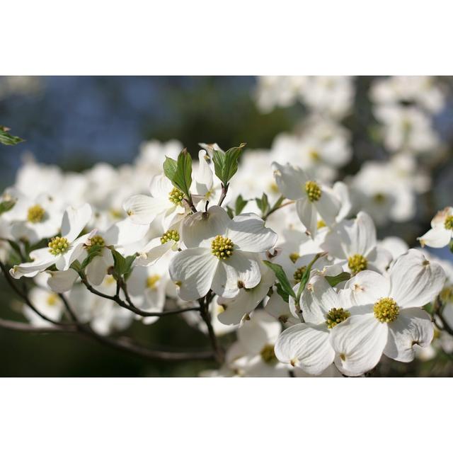 Dogwood Blossom by Jasmineimage - Wrapped Canvas Print Ebern Designs Size: 61cm H x 91cm W x 3.8cm D on Productcaster.