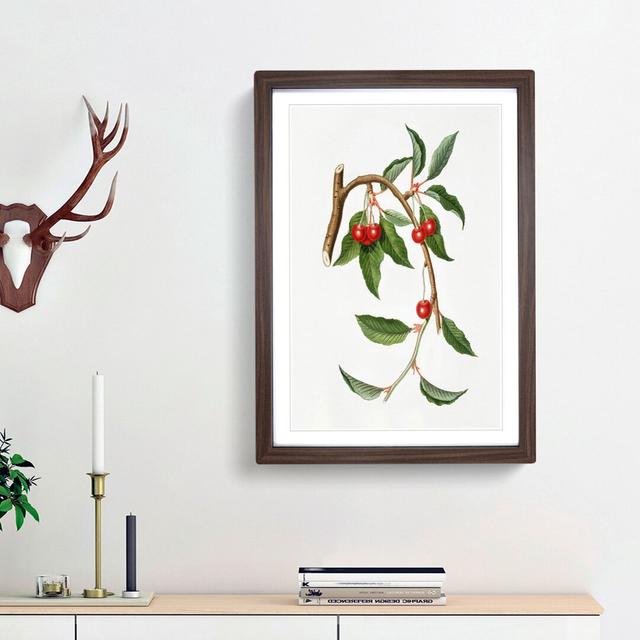 Sour Cherries by Giorgio Gallesio - Picture Frame Painting Print East Urban Home Frame Option: Walnut Framed, Size: 36cm H x 27cm W x 2cm D on Productcaster.