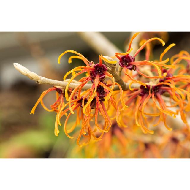 Orange Witch Hazel Flowers by Egschiller - Wrapped Canvas Print Latitude Run Size: 30cm H x 46cm W on Productcaster.