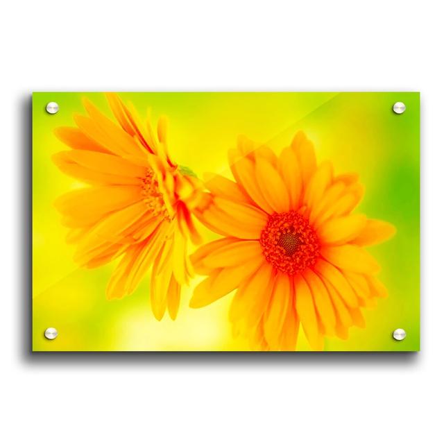 Vibrant Yellow Daisies Flowers - Unframed Photograph Print on Acrylic East Urban Home Size: 59.4cm H x 84.1cm W on Productcaster.