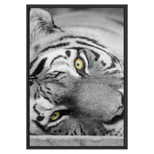 Gerahmtes Wandbild Kopf vom Tiger East Urban Home Größe: 100 cm H x 70 cm B on Productcaster.