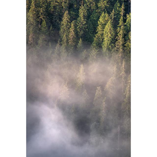 Fog And Forest II by Alan Majchrowicz - Wrapped Canvas Art Prints Alpen Home Size: 91cm H x 61cm W x 3.8cm D on Productcaster.