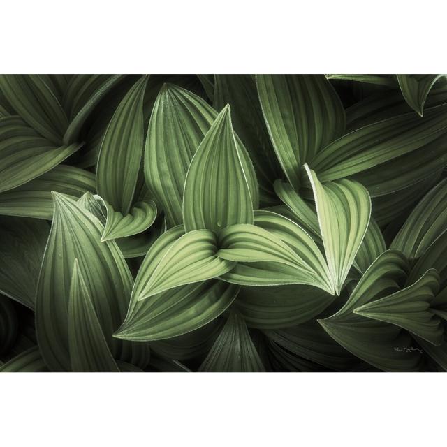 Corn Lily I by Alan Majchrowicz - Wrapped Canvas Painting Ebern Designs Size: 51cm H x 76cm W on Productcaster.