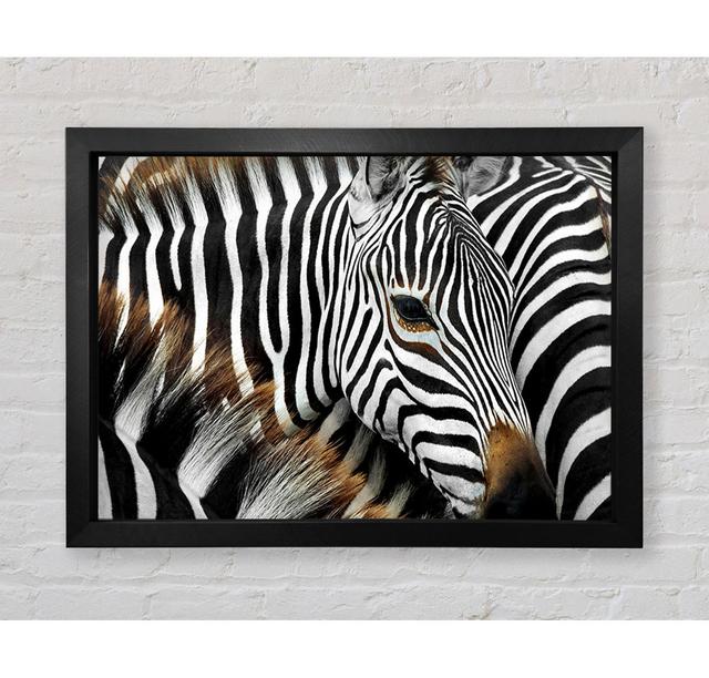 Zebra Huddle - Single Picture Frame Art Prints Bright Star Size: 59.7cm H x 84.1cm W x 3.4cm D on Productcaster.