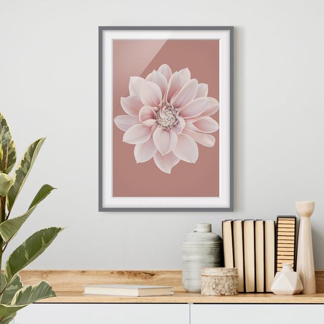 Dahlia Beigerot Pink - Picture Frame Graphic Art Ebern Designs Frame Option: Grey Framed, Size: 70cm H x 50cm W x 2cm D on Productcaster.