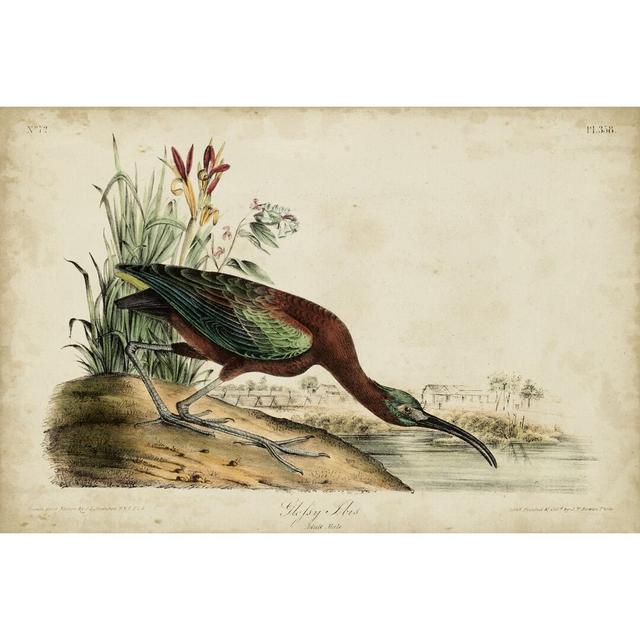 Glossy Ibis by John Audubon - Wrapped Canvas Painting Brambly Cottage Size: 61cm H x 91cm W on Productcaster.