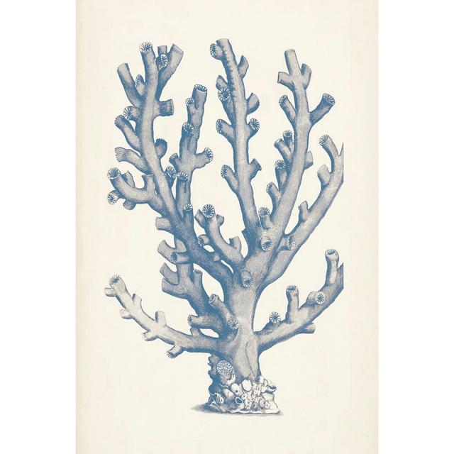 Antique Coral Collection VI - Print Highland Dunes Size: 30cm H x 20cm W on Productcaster.