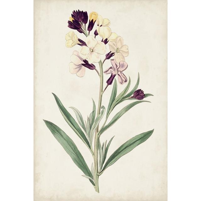 Antique Botanical Collection VII by Ridgeway - Wrapped Canvas Art Prints Rosalind Wheeler Size: 46cm H x 30cm W x 3.8cm D on Productcaster.