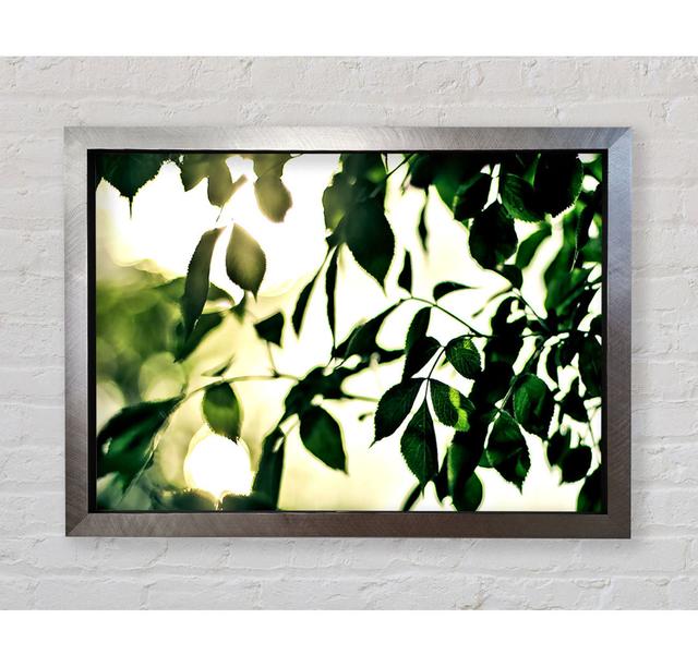 Summer Green Leaves - Single Picture Frame Art Prints Bright Star Size: 42.1cm H x 59.7cm W x 3.4cm D on Productcaster.