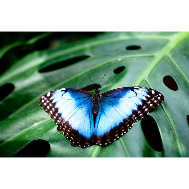 Peleides Morpho by Mum_Ble - Wrapped Canvas Art Prints 17 Stories Size: 50cm H x 75cm W x 1.8cm D on Productcaster.