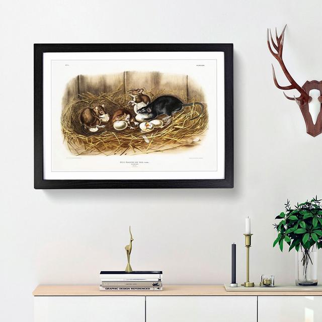 Black Rat by J.W. Audubon - Picture Frame Painting Print East Urban Home Size: 48cm H x 65cm W x 2cm D, Frame Option: Black Framed on Productcaster.