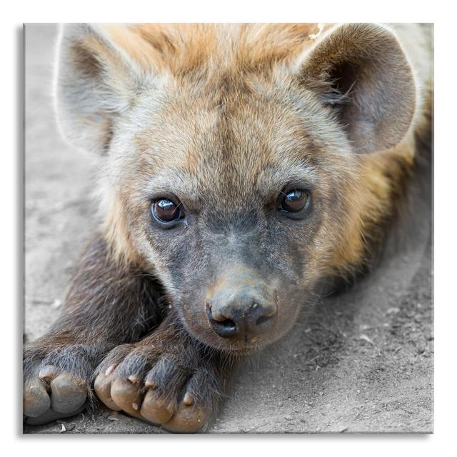 Cute Little Hyena - Unframed Photograph on Glass Ebern Designs Size: 70cm H x 70cm W x 0.4cm D on Productcaster.