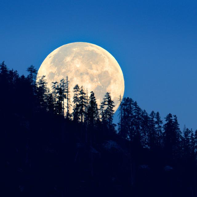 Full Moon Shining Through Trees von 4FR - Leinwanddrucke Alpen Home Größe: 40 cm H x 40 cm B on Productcaster.