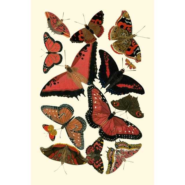 Red Butterfly Study by Vision Studio - Wrapped Canvas Print August Grove Size: 91cm H x 61cm W on Productcaster.