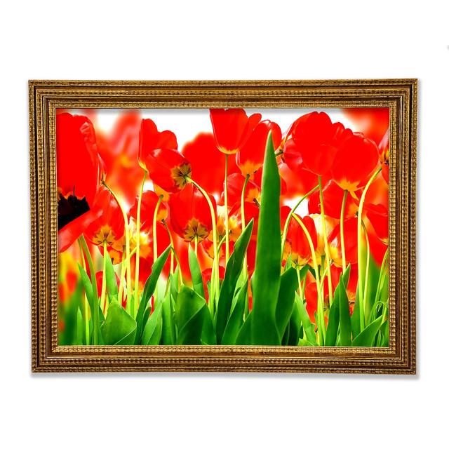 Red Tulips From Under - Single Picture Frame Art Prints Ebern Designs Size: 29.7cm H x 42cm W x 3cm D on Productcaster.