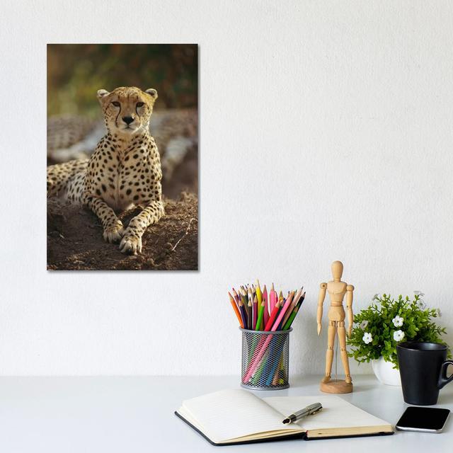 Cheetah, Masai Mara, Kenya by - Wrapped Canvas Photograph Latitude Run Size: 30.48cm H x 20.32cm W x 1.91cm D on Productcaster.