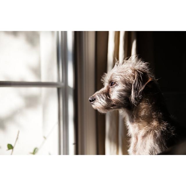 Lonely Dog Looking Out Window by Adogslifephoto - Wrapped Canvas Print Ebern Designs Size: 30cm H x 46cm W x 3.8cm D on Productcaster.