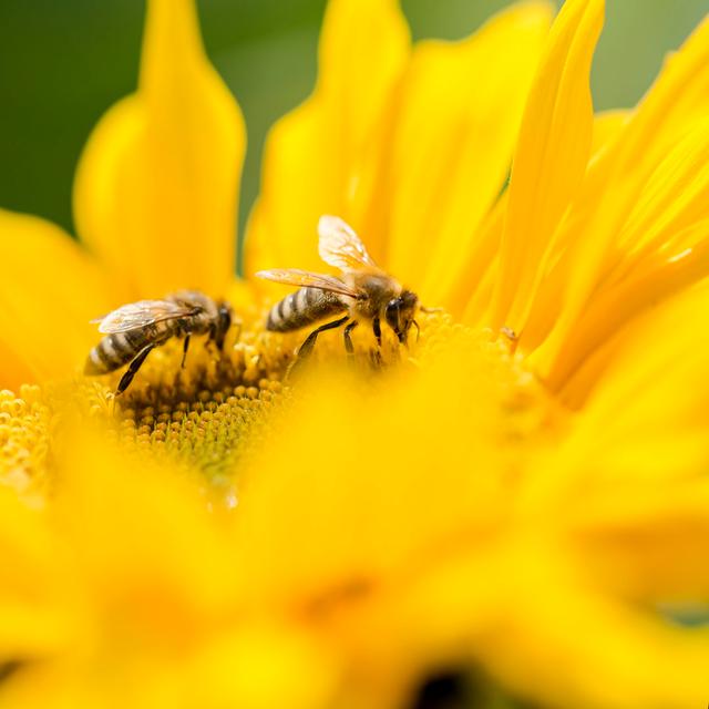 Bernave Two Honey Bees On A Yellow Sunflower by Gajus - Wrapped Canvas Print 17 Stories Size: 91cm H x 91cm W x 3.8cm D on Productcaster.